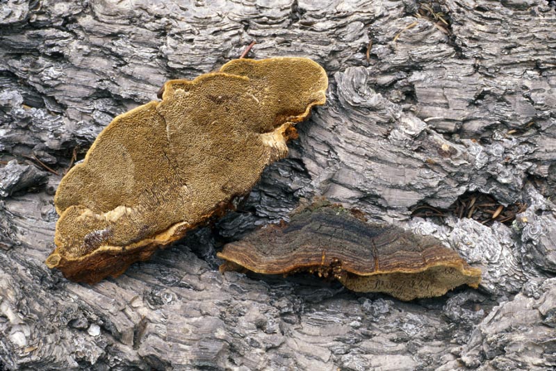 Phellinus pini